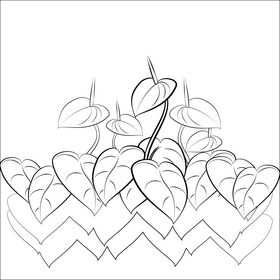 Anthurium  flower black and white vector