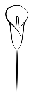 Calla lily black and white clipart