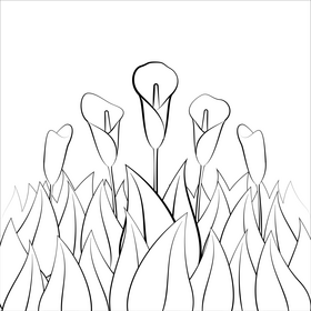 Calla lily black and white vector