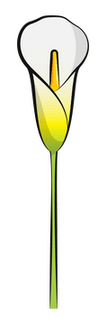 Calla lily clipart