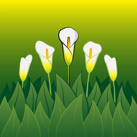 Calla lily vector