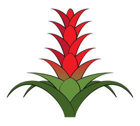 Bromeliad flower clipart