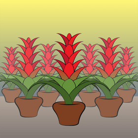Bromeliad flower vector