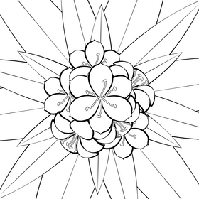 Clivia flower black and white vector