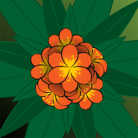 Clivia flower vector