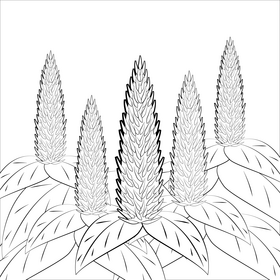 Celosia flower black and white vector