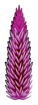 Celosia flower clipart