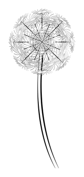 Dandelion black and white clipart