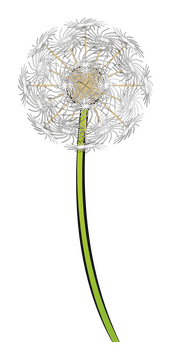 Dandelion clipart