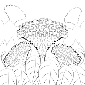 Cockscomb flower black and white vector
