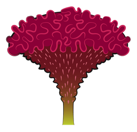 Cockscomb flower clipart