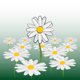 Daisy vector