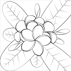 Frangipani plumeria flower black and white vector