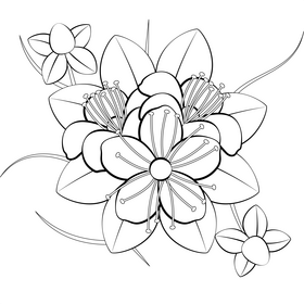 Hypericum flower black and white vector