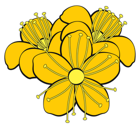 Hypericum flower clipart