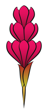 Ginger flower clipart