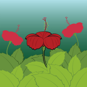 Hibiscus flower vector