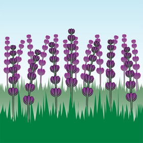 Lavender flower vector