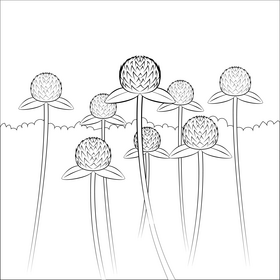 Globe amaranth flower black and white vector