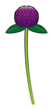 Globe amaranth flower clipart