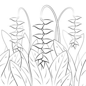 Lobster claws flower black and white vector