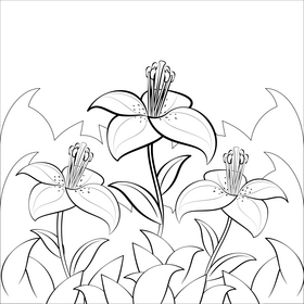 Lily black and white vector