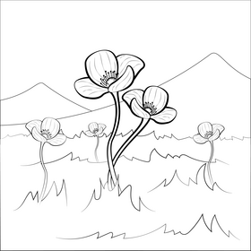 Poppy drawing black and white vector