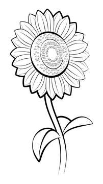 Sunflower and daisy drawing black and white clipart vector free download