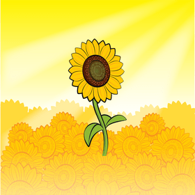 Sunflower drawing vector