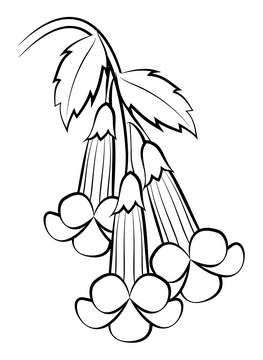 Trumpet creeper flower black and white clipart