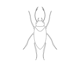 Bug black and white clipart