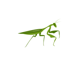 Mantis clipart
