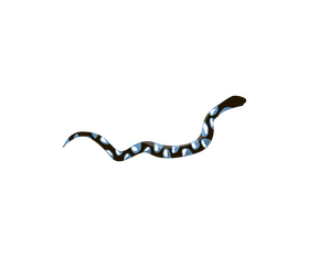 Snake vector - for free download