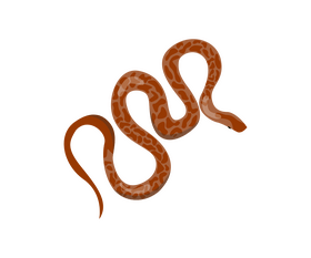 Poisonous snake clipart