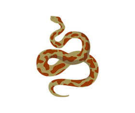 Snake vector - for free download