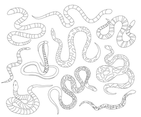 Snakes black and white vector