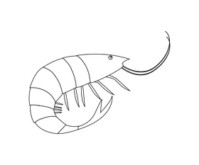 Shrimp cartoon black and white clipart