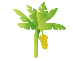 Banana tree illustration clipart