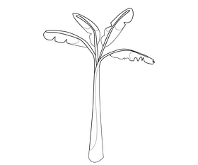 Tall banana tree black and white clipart