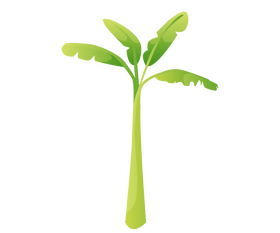 Tall banana tree clipart