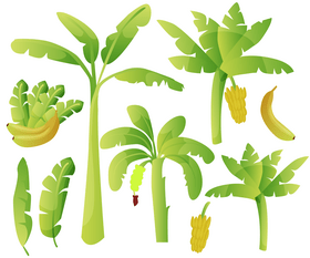 Tropical banana palm trees vector