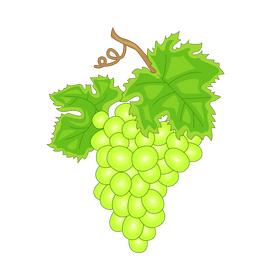 Green grapes drawing clipart