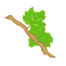 Vine branch clipart
