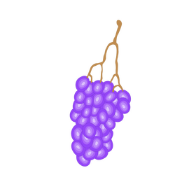 Fresh grapes clipart