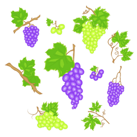 Cartoon grapes vector
