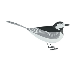 Gull bird illustration clipart
