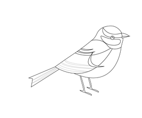 Tit bird black and white clipart