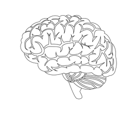 Brain black and white clipart