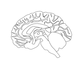 Brain black and white clipart