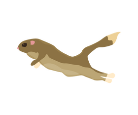 Jumping squirrel clipart